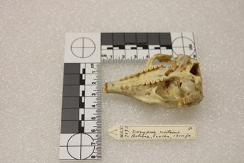 Media type: image;   Mammalogy 7393 Description: Image of skeleton specimen - ventral view. ventral view of skull.;